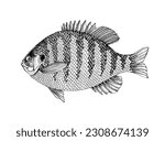 Bluegill sunfish. Fresh water fish 