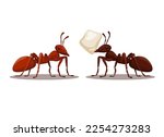 black and red ant animal...