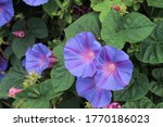 Blue Morning Glories On The...