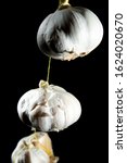 Small photo of Three heads of garlic hang on a thread. copy space. on a black background isolate. close up