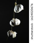 Small photo of Three heads of garlic hang on a thread. copy space. on a black background isolate. close up
