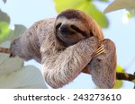 Happy sloth hanging on the tree