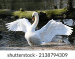 beautiful white swan flying over lake splashing its elegant large wings on the calm water 