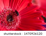 Small photo of Red gerbera whit a wasp, macrophotography with closeup up take on aleatory flower shop on February, 14, 2016.