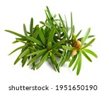 Taxus Baccata Medicinal Plant....