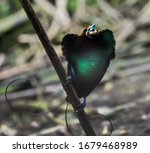 Small photo of Magnificent Bird of Paradise displaying in the remote Arfak Mountains in Indonesia to seduce a female.