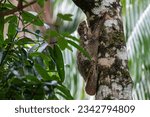 Small photo of Flying lemur - 2023, Bako National Park, Malaysia