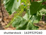 Picture Of Grapes Plants In Bud ...
