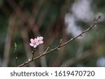 Small photo of beautiful pink pleach blossom begin to blooming