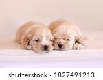 Cute Newborn Puppies Sleeping...