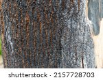 Small photo of A close up of brunt tree bark