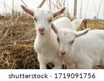 Two Small White Goats On A Farm