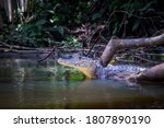 Crocodile Taking Sun Bath In...