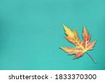 Multicolored maple leaf in the...
