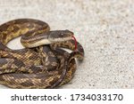 The Texas Rat Snake Is One Of...