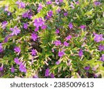 Small photo of The Mexican Heather or Cuphea hyssopifolia, shown here in a French shrubbery, is native to Mexico and has become established in Hawaii where it is considered a pest