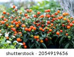 The Poisonous Fruit Of Solanum...