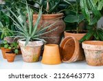 Terracotta Flower Pots. Plant...