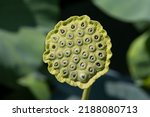 Small photo of Trypophobia is an aversion to the sight of irregular patterns or clusters of small holes or bumps. The holes in lotus seed heads elicit feelings of discomfort or repulsion in some people.