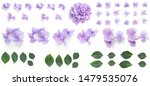 Purple Hydrangea Flowers...