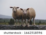 Two sheep standing next to a road and looking at the camera