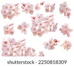 Small photo of Bright and Beautiful Cherry Blossom Pictures