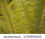 green cycas leaf back ground | Shutterstock . vector #1732993343