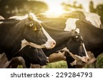 Cattle Grazing In A Field With...