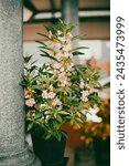 Small photo of The mature Kalanchoe pinnata can be up to 1 meter tall. Kalanchoe pinnata is a plant that grows wild in areas with temperate climates. Kalanchoe pinnata is a plant that grows wild in areas with temper