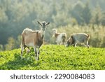 Three goats on a meadow in the mountains. Beautiful rural landscape.