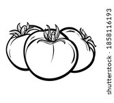 hand drawn tomato. organic eco... | Shutterstock .eps vector #1858116193