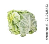 Watercolor Head Cabbage...