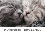 Couple Happy Kittens Sleep...