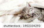 Cute Tabby Kitten Sleep On...