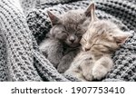 Couple Cute Kittens In Love...