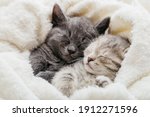 2 Sleepy Kittens With Paws...