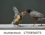 Baby American Robin Being Fed...