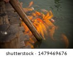 Small photo of A group of goldfish gather together.