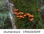 Group Of Tiny Brown Mushrooms...