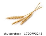 Three wheat spikelets isolated on white background. Top view wheats.