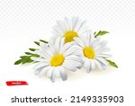 Chamomile Flowers Isolated On...