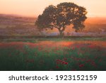 A Scenic Landscape Field Of Red ...