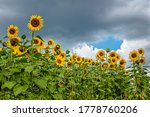 The Common Sunflower Is An...