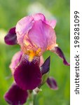 Blooming Purple Bearded Iris In ...