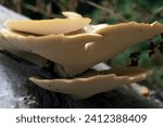 Small photo of Giant forest mushrooms Dryad's saddle, Pheasant's hind mushroom, Scaly polyporus, Polyporus squamosus, Cerioporus squamosus on a tree trunk