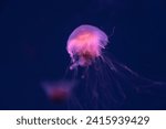 Small photo of Fluorescent jellyfish swimming underwater aquarium pool with red neon light. The Lion's mane jellyfish, Cyanea capillata also known as giant jellyfish, arctic red jellyfish, hair jelly