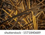 Dried Cattails Plant In Late...