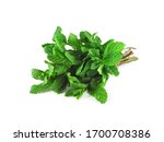Fresh Mint Bunch Isolated On...
