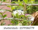 Small photo of White flowers of star jasmine or false jasmine climbing vine or Trachelospermum jasminoides , Confederate jasmine, Southern jasmine.