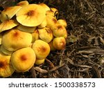 Huddled Mushrooms Free Stock Photo - Public Domain Pictures